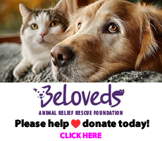 Beloveds Animal Rescue_1.jpg